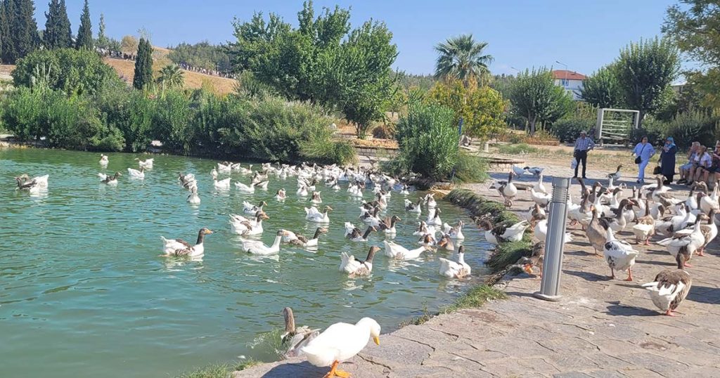Pamukkale Natural Park at the Foot of the Cotton Castle Turkey Pamukkale Natural Park ponds and shaded terraces at the foot of the white travertines Turkey